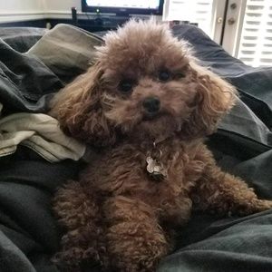 Meet your Posher, Linda